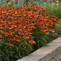 Echinacea Artisan™ Collection Soft Orange Landscape