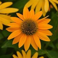 Echinacea Artisan™ Collection Yellow Ombre Bloom