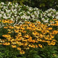 Echinacea Artisan™ Collection Yellow Ombre Commercial Landscape 1