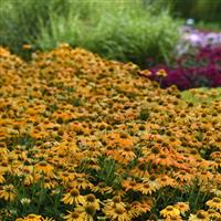 Echinacea Artisan™ Collection Yellow Ombre Commercial Landscape 2