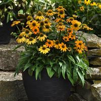Echinacea Artisan™ Collection Yellow Ombre Container