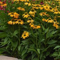 Echinacea Artisan™ Collection Yellow Ombre Landscape