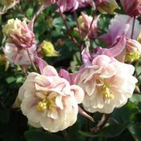 Aquilegia Winky Double Rose-White Bloom