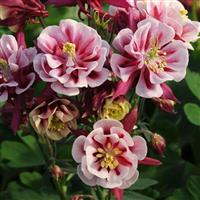 Aquilegia Winky Double Red-White Bloom