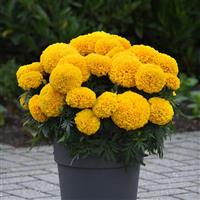 Marvel II™ Gold African Marigold Container