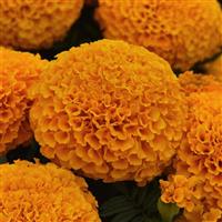 Marvel II™ Orange African Marigold Bloom