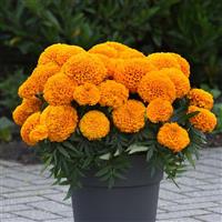 Marvel II™ Orange African Marigold Container