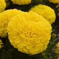 Marvel II™ Yellow African Marigold Bloom