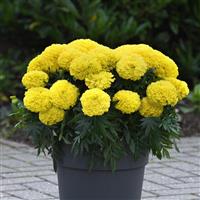 Marvel II™ Yellow African Marigold Container