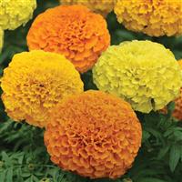 Marvel II™ Mixture African Marigold Bloom