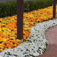 Marvel II™ Mixture African Marigold Commercial Landscape 1