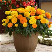 Marvel II™ Mixture African Marigold Container