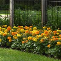 Marvel II™ Mixture African Marigold Landscape