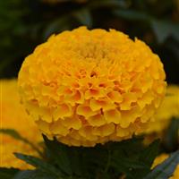 Taishan® Gold African Marigold Bloom