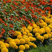 Taishan® Gold African Marigold Commercial Landscape 1