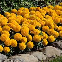 Taishan® Gold African Marigold Commercial Landscape 2
