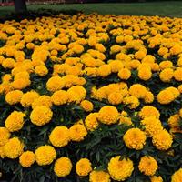 Taishan® Gold African Marigold Greenhouse