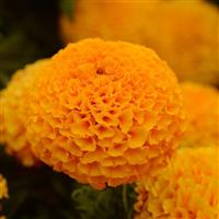 Taishan® Orange African Marigold Bloom