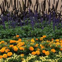 Taishan® Orange African Marigold Commercial Landscape 1