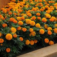 Taishan® Orange African Marigold Landscape