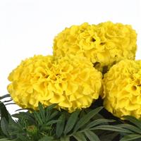 Taishan® Yellow African Marigold Bloom