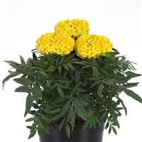 Taishan® Yellow African Marigold Container