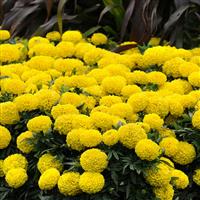 Taishan® Yellow African Marigold Landscape