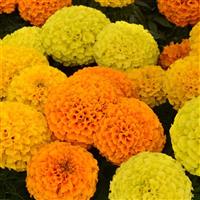 Taishan® Mixture African Marigold Bloom