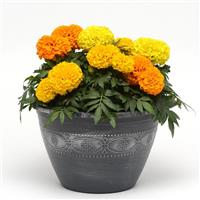 Taishan® Mixture African Marigold Container