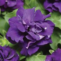 Double Madness™ Blue Double Petunia Bloom