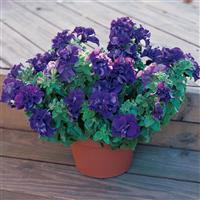 Double Madness™ Blue Double Petunia Container