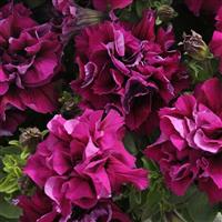 Double Madness™ Burgundy Double Petunia Bloom
