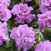 Double Madness™ Lavender Double Petunia Bloom