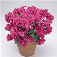 Double Madness™ Rose Double Petunia Container