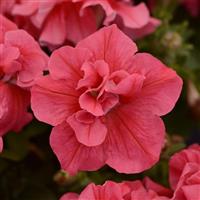 Double Madness™ Salmon Double Petunia Bloom
