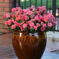 Double Madness™ Salmon Double Petunia Container