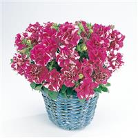 Double Madness™ Rose And White Double Petunia Container