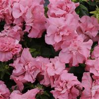 Double Madness™ Satin Pink Double Petunia Bloom