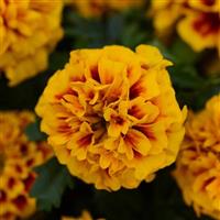 Hot Pak™ Fire French Marigold Bloom