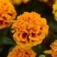 Hot Pak™ Flame French Marigold Bloom