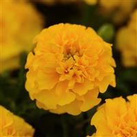 Hot Pak™ Gold French Marigold Bloom