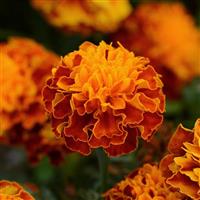 Hot Pak™ Harmony French Marigold Bloom