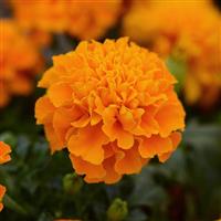Hot Pak™ Orange French Marigold Bloom