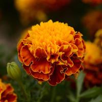 Hot Pak™ Spry French Marigold Bloom
