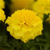 Hot Pak™ Yellow French Marigold Bloom