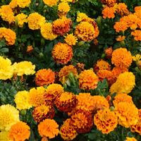 Hot Pak™ Mixture French Marigold Bloom