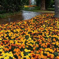 Hot Pak™ Mixture French Marigold Commercial Landscape 1