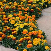 Hot Pak™ Mixture French Marigold Landscape