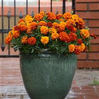 Fireball French Marigold Container