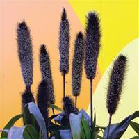 Purple Baron Ornamental Millet Bloom